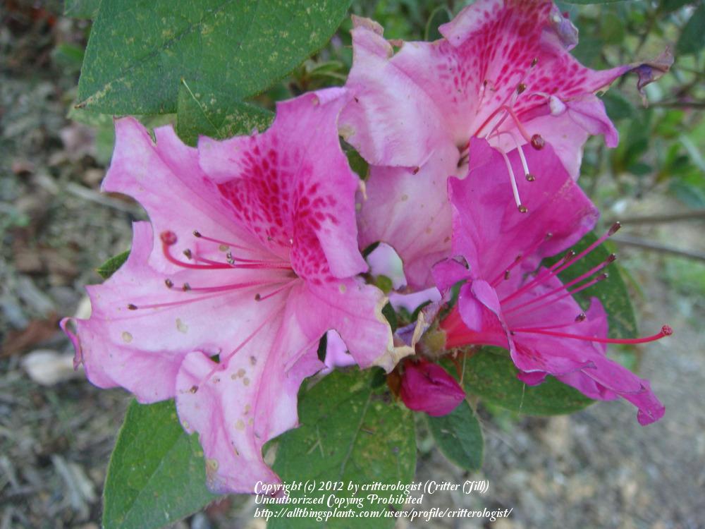 Photo of Azalea (Rhododendron Encore® Autumn Twist™) uploaded by critterologist