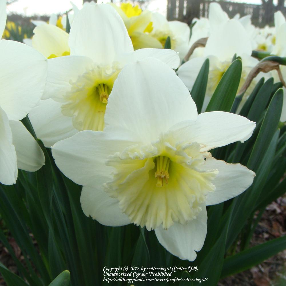 Photo of Large-Cupped Daffodil (Narcissus 'Ice Follies') uploaded by critterologist