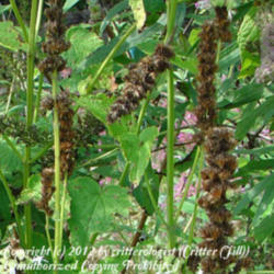 Location: Frederick MD
Date: 2007-02-02
shake down dried flower stalks for little black seeds ('Honey Bee