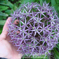 Location: Frederick MD
Date: 2009-07-27
enormous blooms, like fireworks