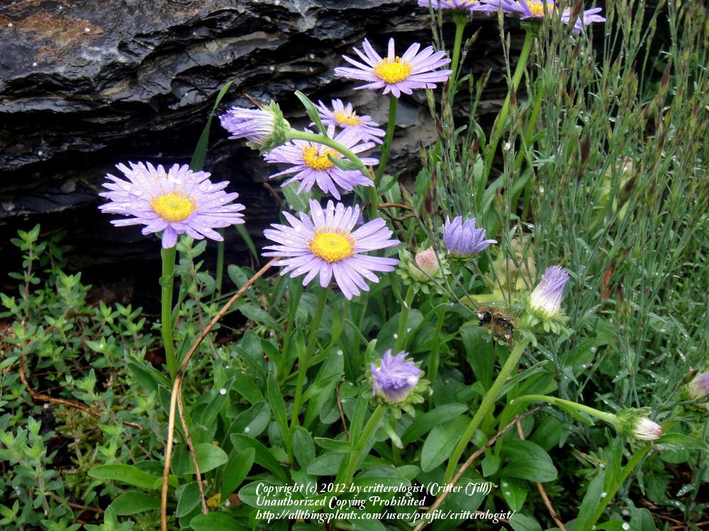 Photo of Alpine Aster (Aster alpinus) uploaded by critterologist