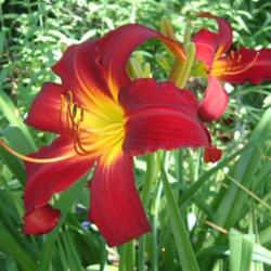 
Date: 2003-07-16
Photo Courtesy of Nova Scotia Daylilies Used with Permission