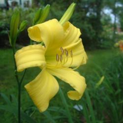 
Date: 2006-07-29
Photo Courtesy of Nova Scotia Daylilies Used with Permission