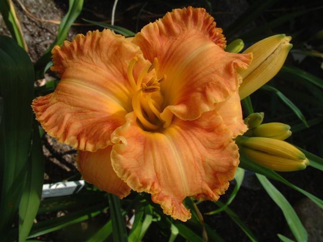 Photo of Daylily (Hemerocallis 'Rags to Riches') uploaded by vic