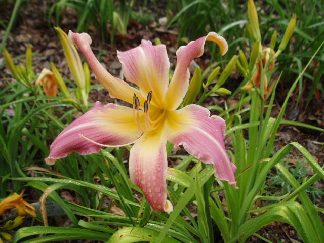 Photo of Daylily (Hemerocallis 'Rings and Things') uploaded by vic