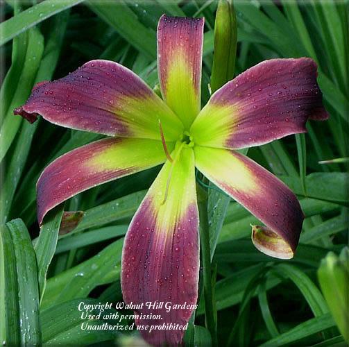 Photo of Daylily (Hemerocallis 'Moving All Over') uploaded by vic