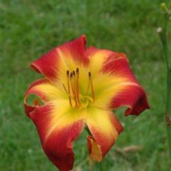 
Date: 2004-07-01
Photo Courtesy of Nova Scotia Daylilies Used with Permission