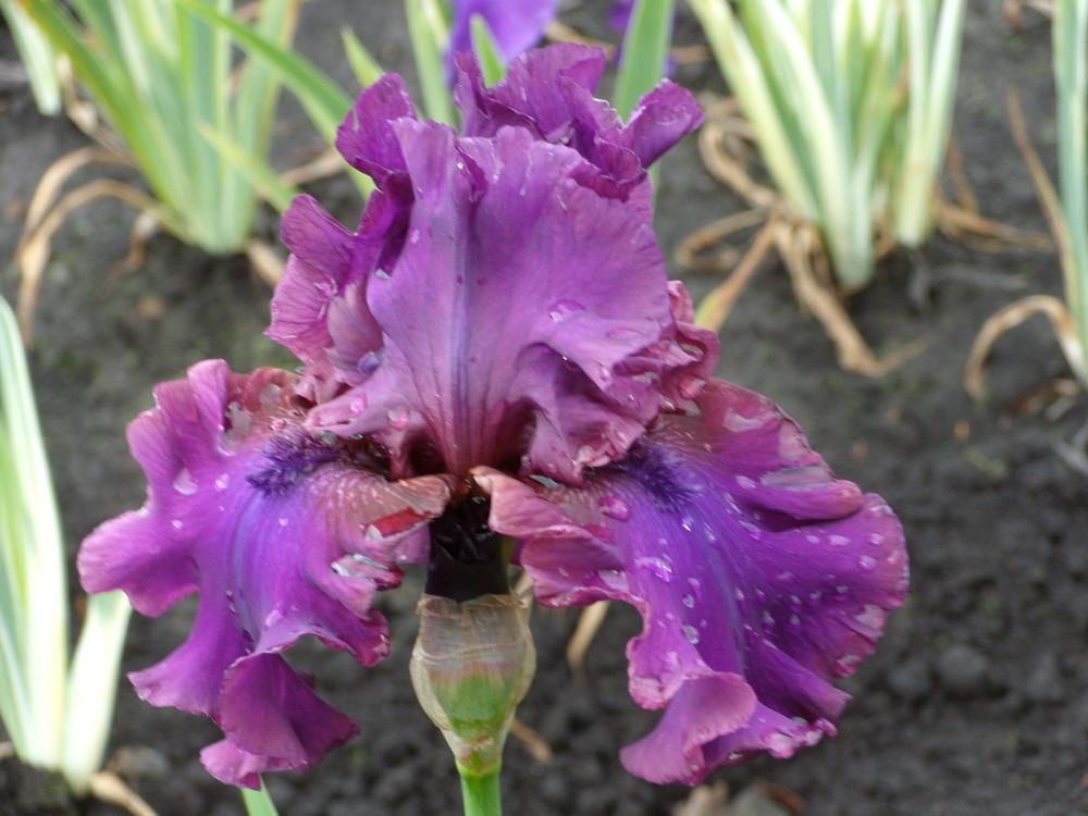 Photo of Tall Bearded Iris (Iris 'Feast of Kings') uploaded by Betja