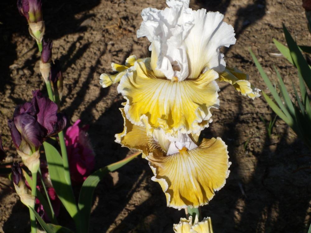Photo of Tall Bearded Iris (Iris 'Baby I Love You') uploaded by Betja