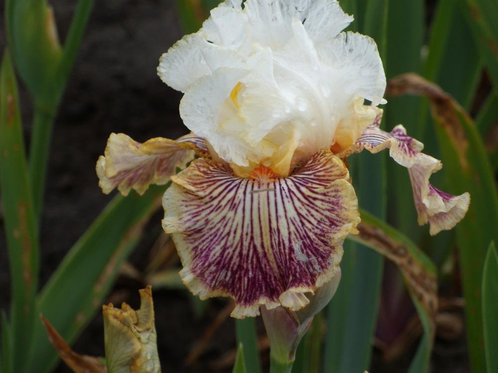 Photo of Tall Bearded Iris (Iris 'Insaniac') uploaded by Betja