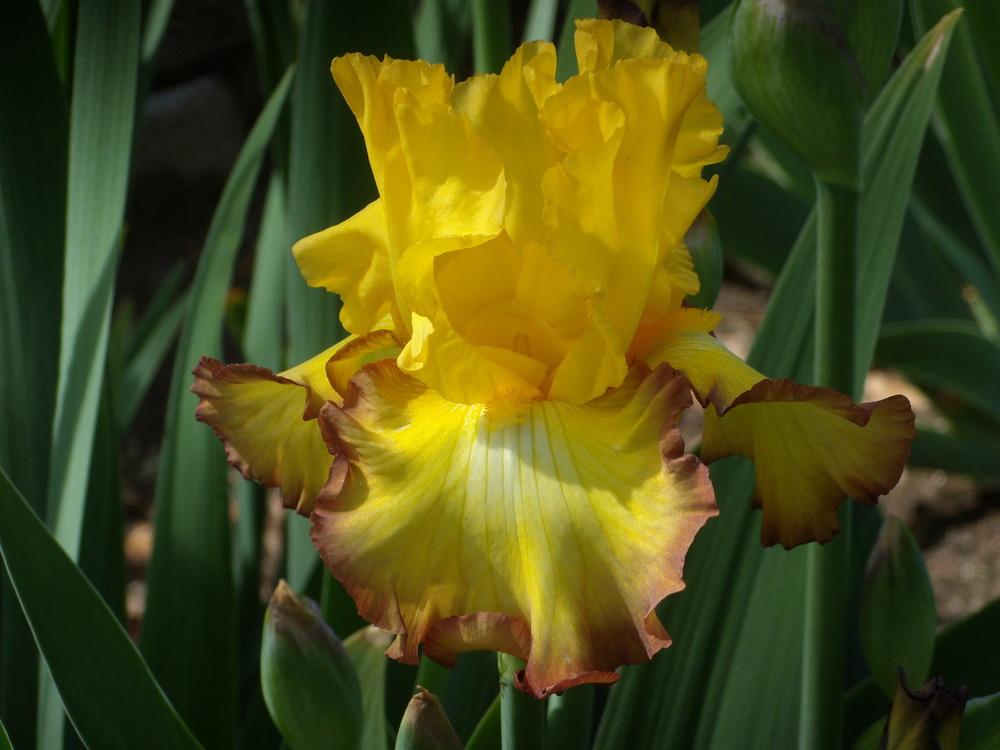 Photo of Tall Bearded Iris (Iris 'Bold Vision') uploaded by Betja