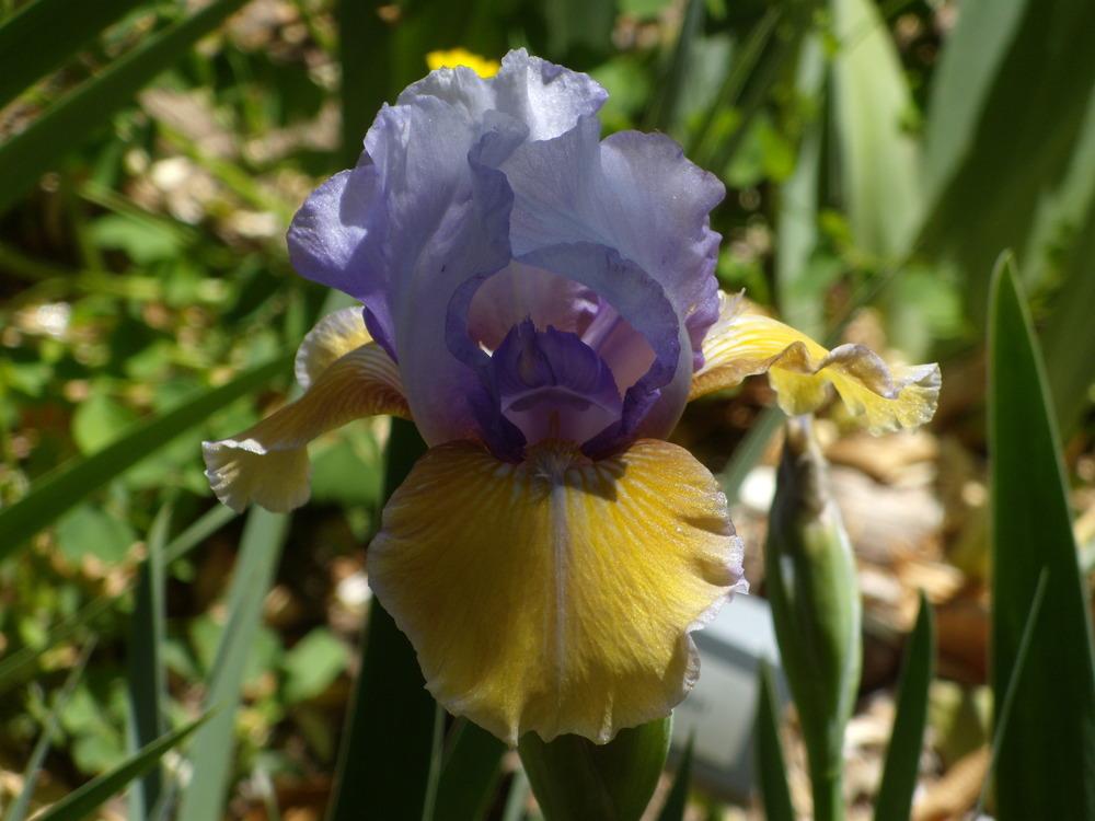 Photo of Intermediate Bearded Iris (Iris 'Bold Statement') uploaded by Betja