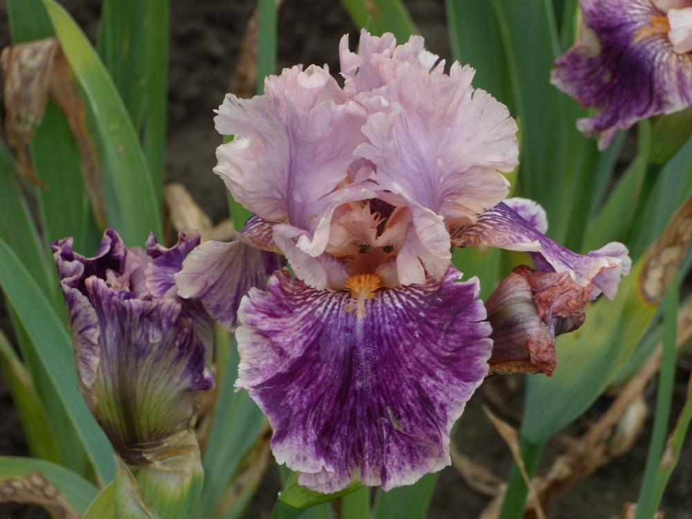 Photo of Tall Bearded Iris (Iris 'Claim to Fame') uploaded by Betja