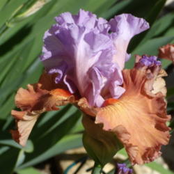 Location: My garden in Bakersfield, CA
Date: April 10, 2012 