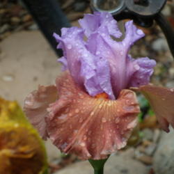Location: My garden in Bakersfield, CA
Date: April 11, 2012
Second day bloom on a rainy day
