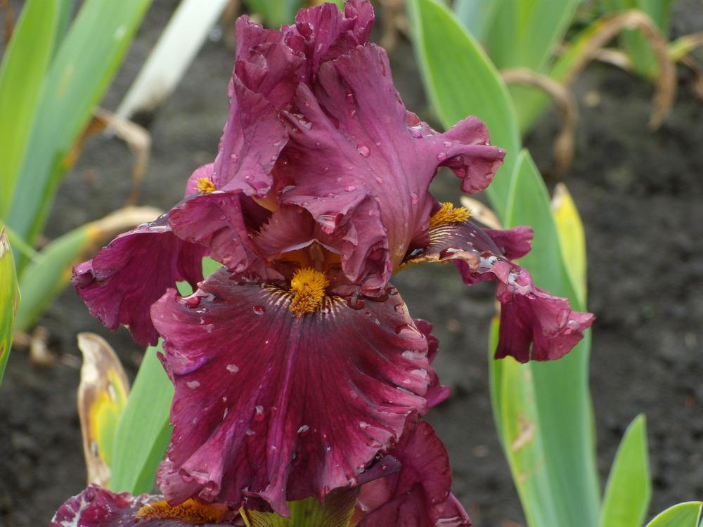 Photo of Tall Bearded Iris (Iris 'Name Game') uploaded by Betja