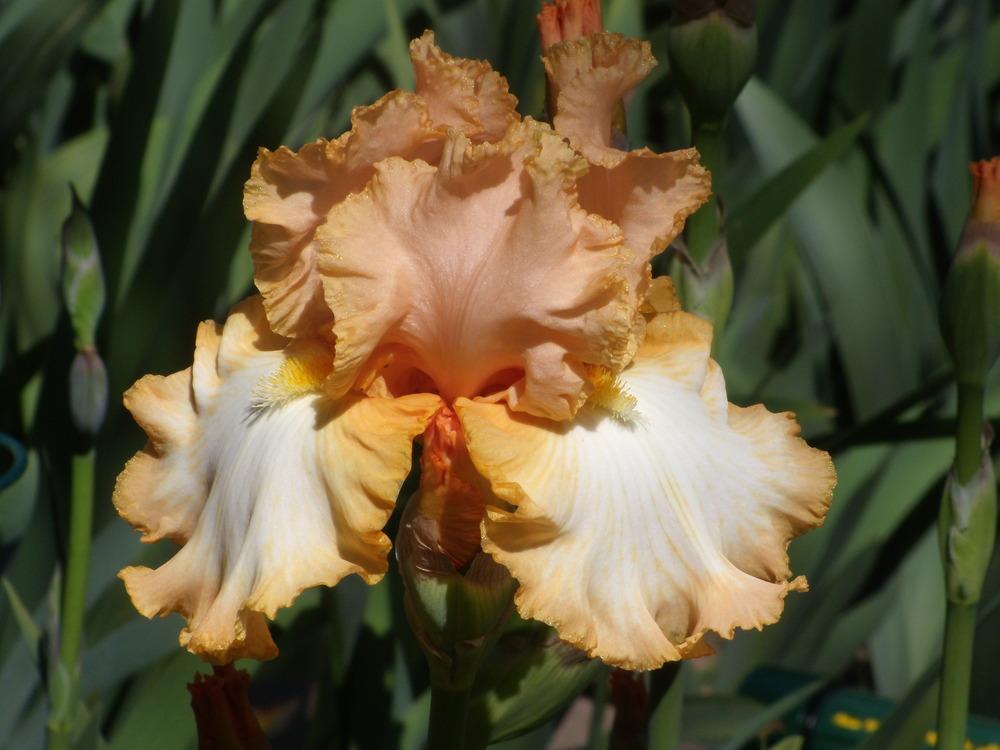 Photo of Tall Bearded Iris (Iris 'Barbara My Love') uploaded by Betja