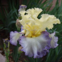 Location: My garden in Bakersfield, CA
Date: April 11, 2012