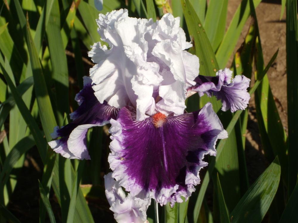 Photo of Tall Bearded Iris (Iris 'Daring Deception') uploaded by Betja