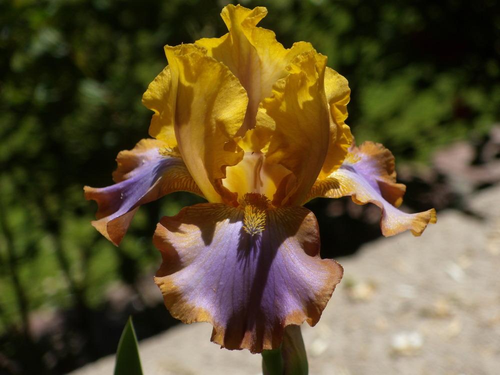 Photo of Border Bearded Iris (Iris 'Brown Lasso') uploaded by Betja
