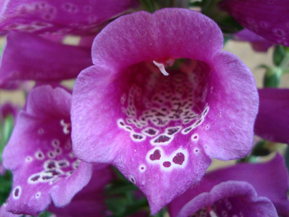 Photo of Foxglove (Digitalis purpurea Camelot™ Rose) uploaded by Paul2032