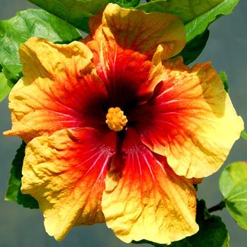 Photo of Tropical Hibiscus (Hibiscus rosa-sinensis 'Gypsy Rom') uploaded by SongofJoy