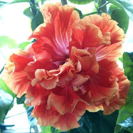 Photo of Tropical Hibiscus (Hibiscus rosa-sinensis 'Las Vegas') uploaded by SongofJoy