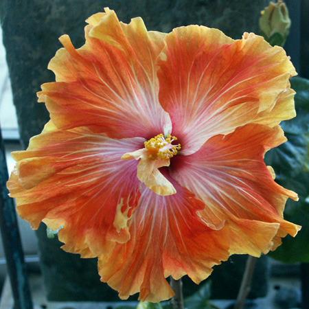 Photo of Tropical Hibiscus (Hibiscus rosa-sinensis 'Las Vegas') uploaded by SongofJoy