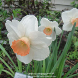 Location: my garden in Frederick, MD
Date: 2010-05-03