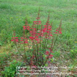 Location: zone 8 Lake City, Fl.
Date: 2012-04-12
entire plant in bloom