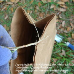 Location: zone 8 Lake City, Fl.
Date: 2012-03-29
roots of a young one