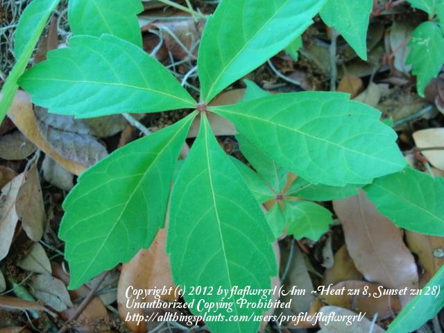 Photo of Virginia Creeper (Parthenocissus quinquefolia) uploaded by flaflwrgrl