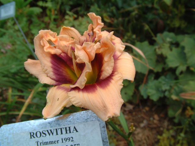 Photo of Daylily (Hemerocallis 'Roswitha') uploaded by vic