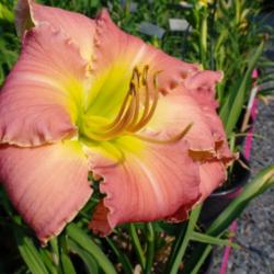
Date: 2011-07-21
Photo Courtesy of Nova Scotia Daylilies Used with Permission