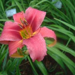 
Date: 2006-07-22
Photo Courtesy of Nova Scotia Daylilies Used with Permission