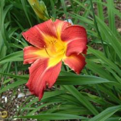 
Date: 2009-07-02
Photo Courtesy of Nova Scotia Daylilies Used with Permission