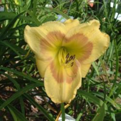 
Date: 2004-08-12
Photo Courtesy of Nova Scotia Daylilies Used with Permission