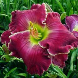 Location: Thoroughbred Daylilies - Greenhouse
Date: 2004
Photo © Squire Gardens