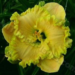 Location: Thoroughbred Daylilies - Greenhouse
Date: 2005
Photo © Squire Gardens