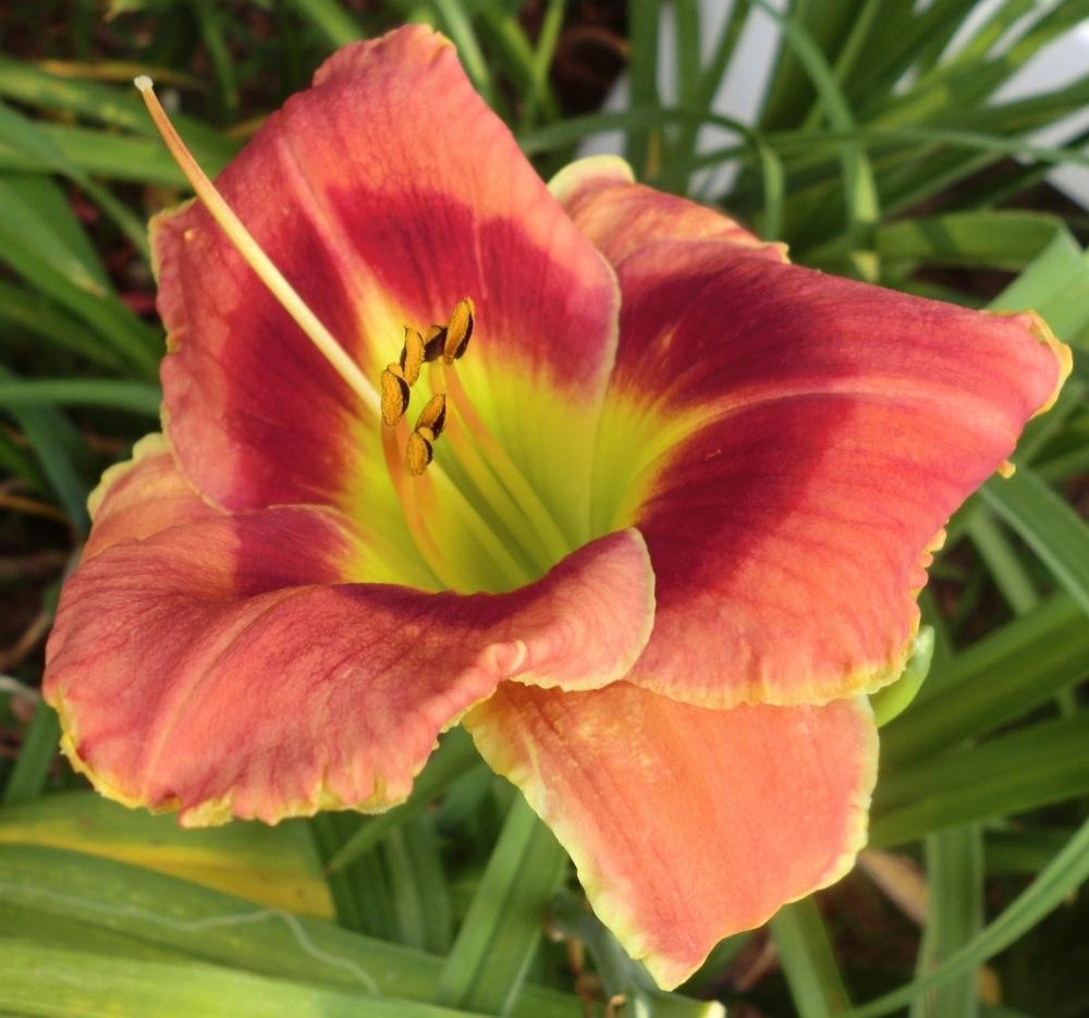 Photo of Daylily (Hemerocallis 'Fire and Fog') uploaded by Ditchlily