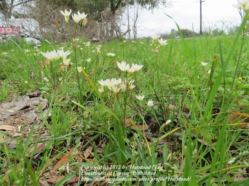 Photo of Crow Poison (Nothoscordum bivalve) uploaded by Horntoad