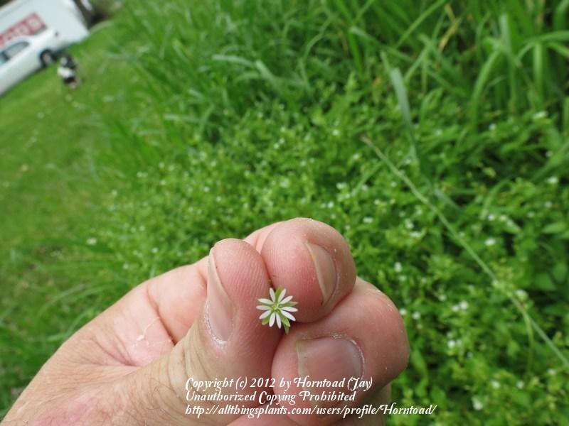 Photo of Chickweed (Stellaria media) uploaded by Horntoad