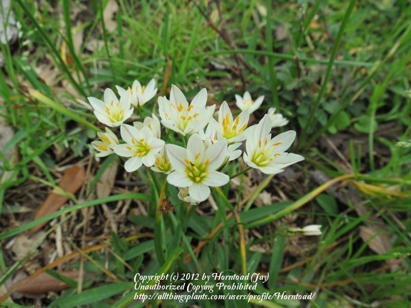 Photo of Crow Poison (Nothoscordum bivalve) uploaded by Horntoad
