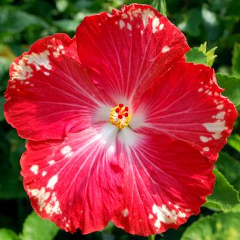 Photo of Tropical Hibiscus (Hibiscus rosa-sinensis 'Happy Heart') uploaded by SongofJoy