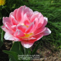 Location: My Northeastern Indiana Gardens - Zone 5b
Date: 2012-04-13