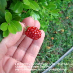 Location: zone 8 Lake City, Fl.
Date: 2012-04-11
red before they ripen to black