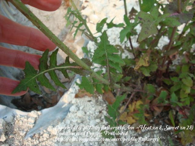 Photo of Prickly Lettuce (Lactuca serriola) uploaded by flaflwrgrl