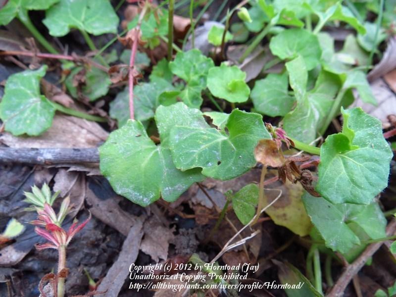 Photo of Ivy Leaved Violet (Viola banksii) uploaded by Horntoad