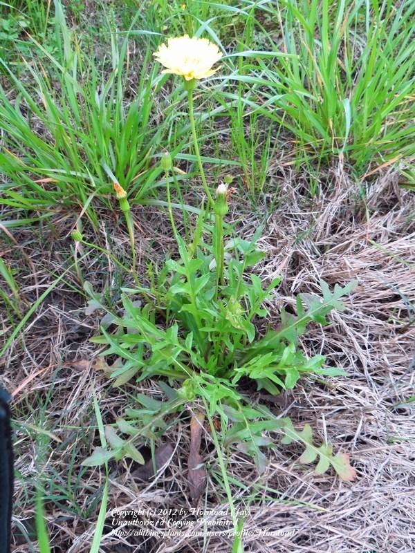 Photo of Texas Dandelion (Pyrrhopappus pauciflorus) uploaded by Horntoad