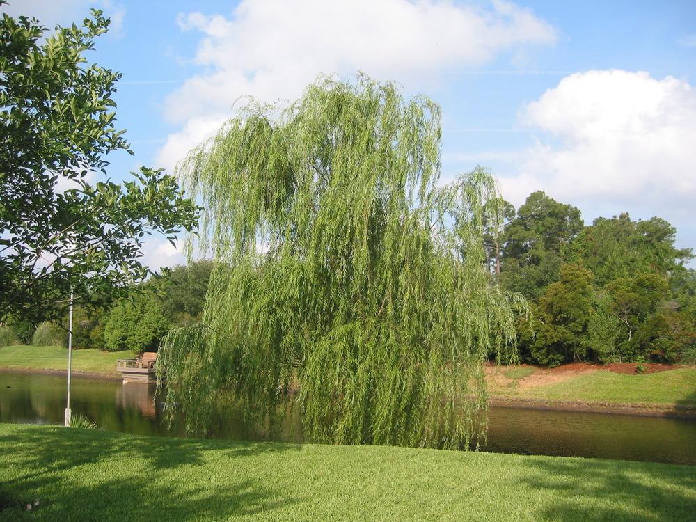 Photo of Weeping Willow (Salix babylonica) uploaded by Mangogirl